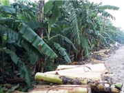Xử lý phụ phẩm chuối bằng vi khuẩn 